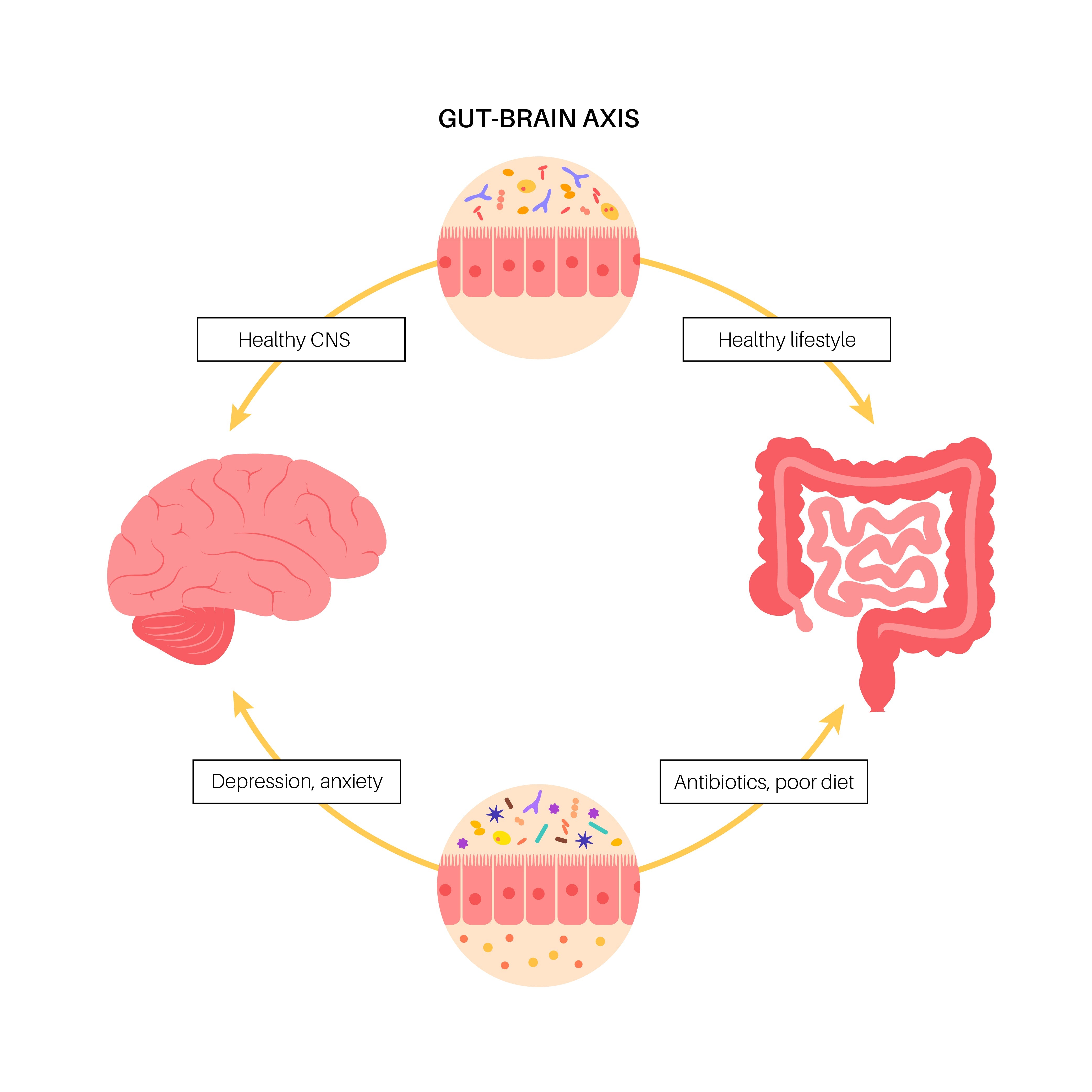 The Gut Microbiome And Gut-Brain Axis – Gutbasket