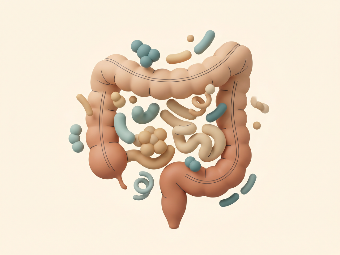 The Microbiome Explained: A Simple Beginner Guide to Gut Health