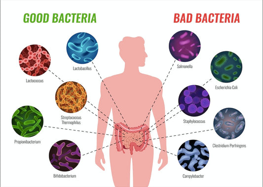 Microbiome Explained- Everything you need to know (20 min read) - Gutbasket