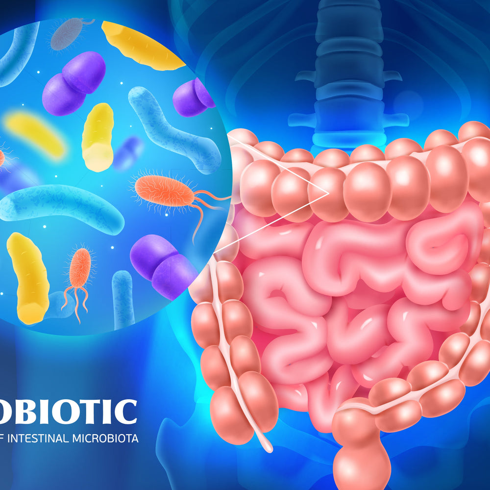 The Gastrointestinal tract a.k.a Gut - Gutbasket