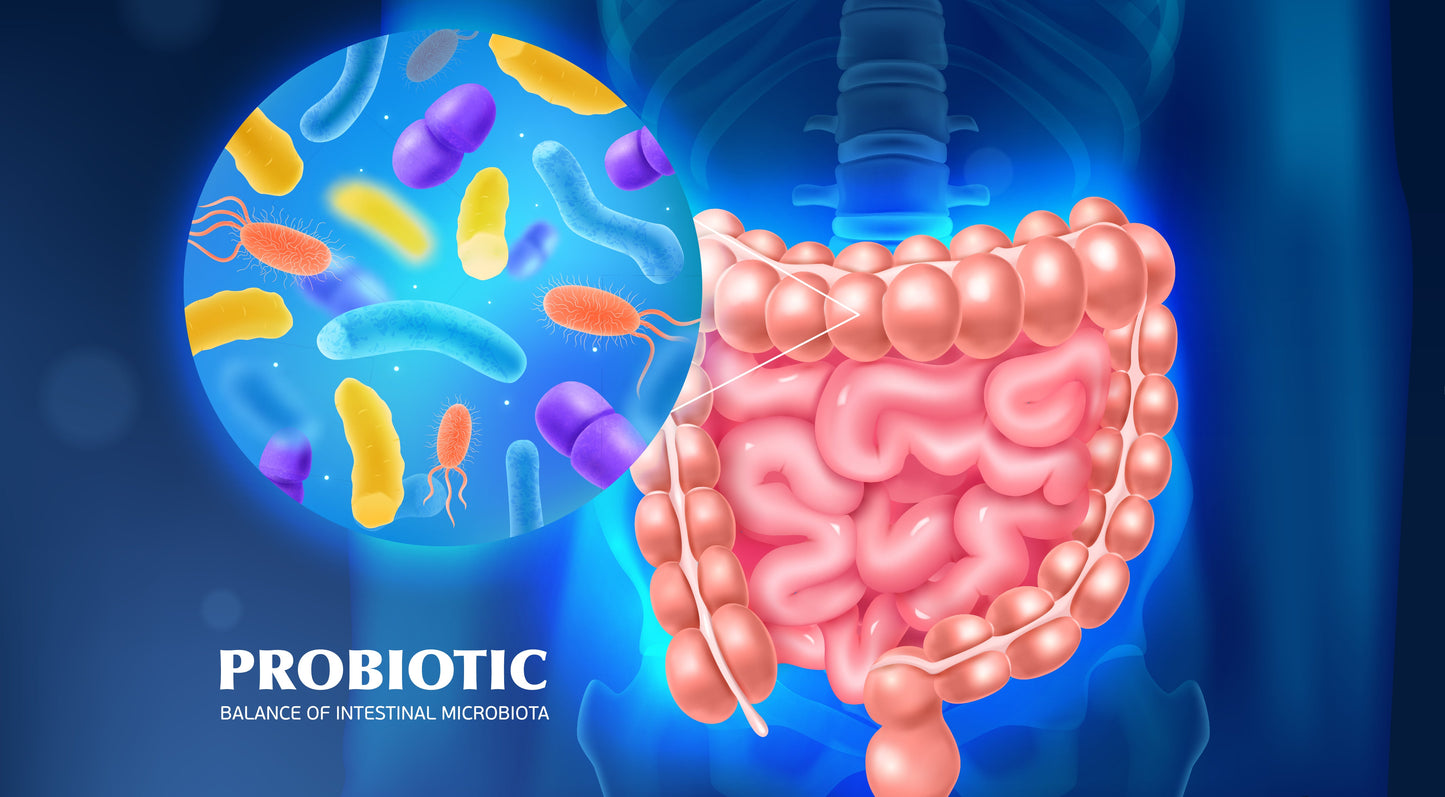 The Gastrointestinal tract a.k.a Gut - Gutbasket