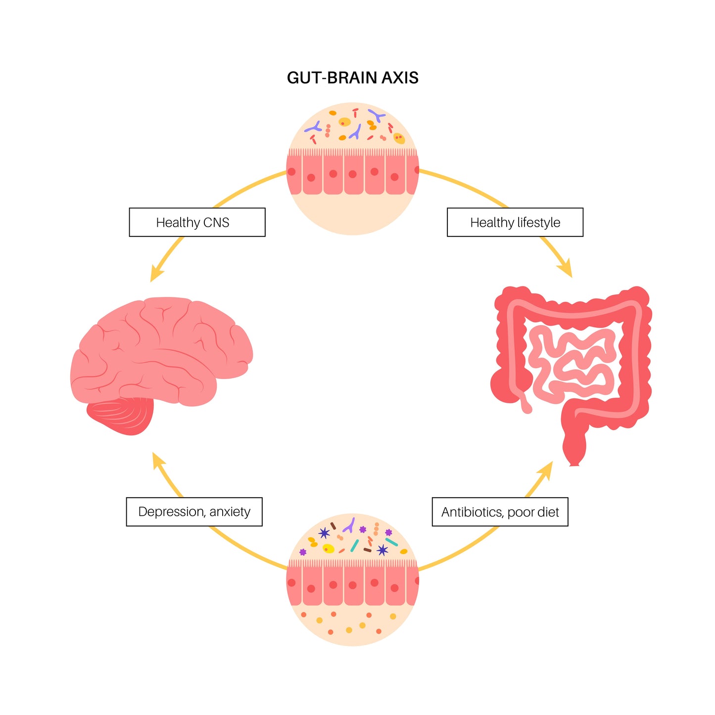 The Gut microbiome and Gut-Brain Axis - Gutbasket