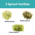 Gutbasket clover, alfalfa and radish sprouting seeds — additional view