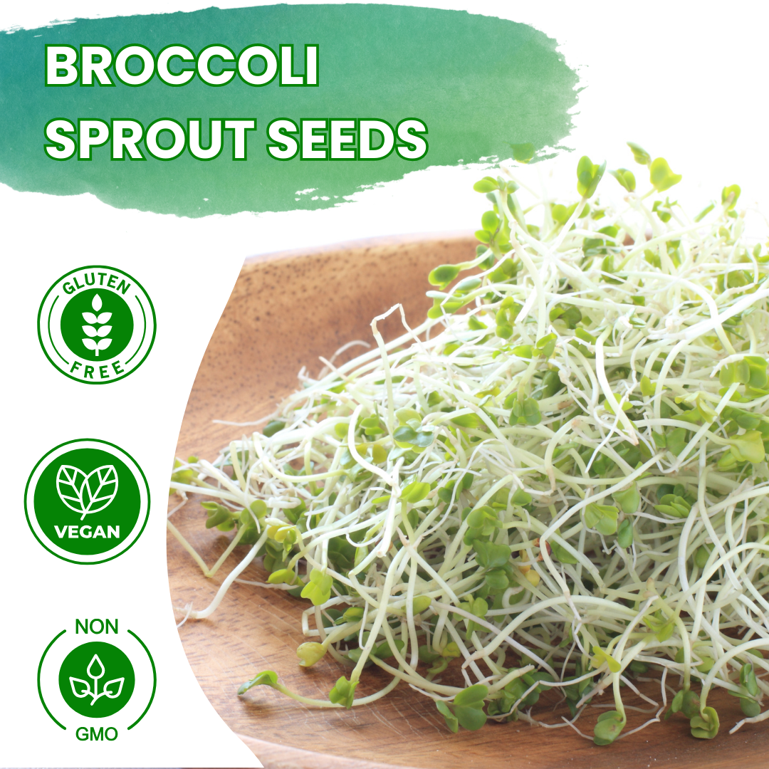 Gutbasket broccoli sprouting seeds — additional view 4