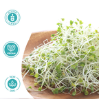 Nutritional benefits of clover, alfalfa and radish sprouts