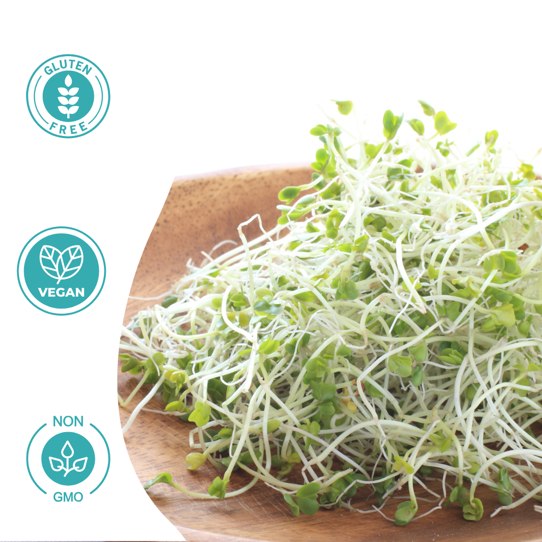 Nutritional benefits of clover, alfalfa and radish sprouts