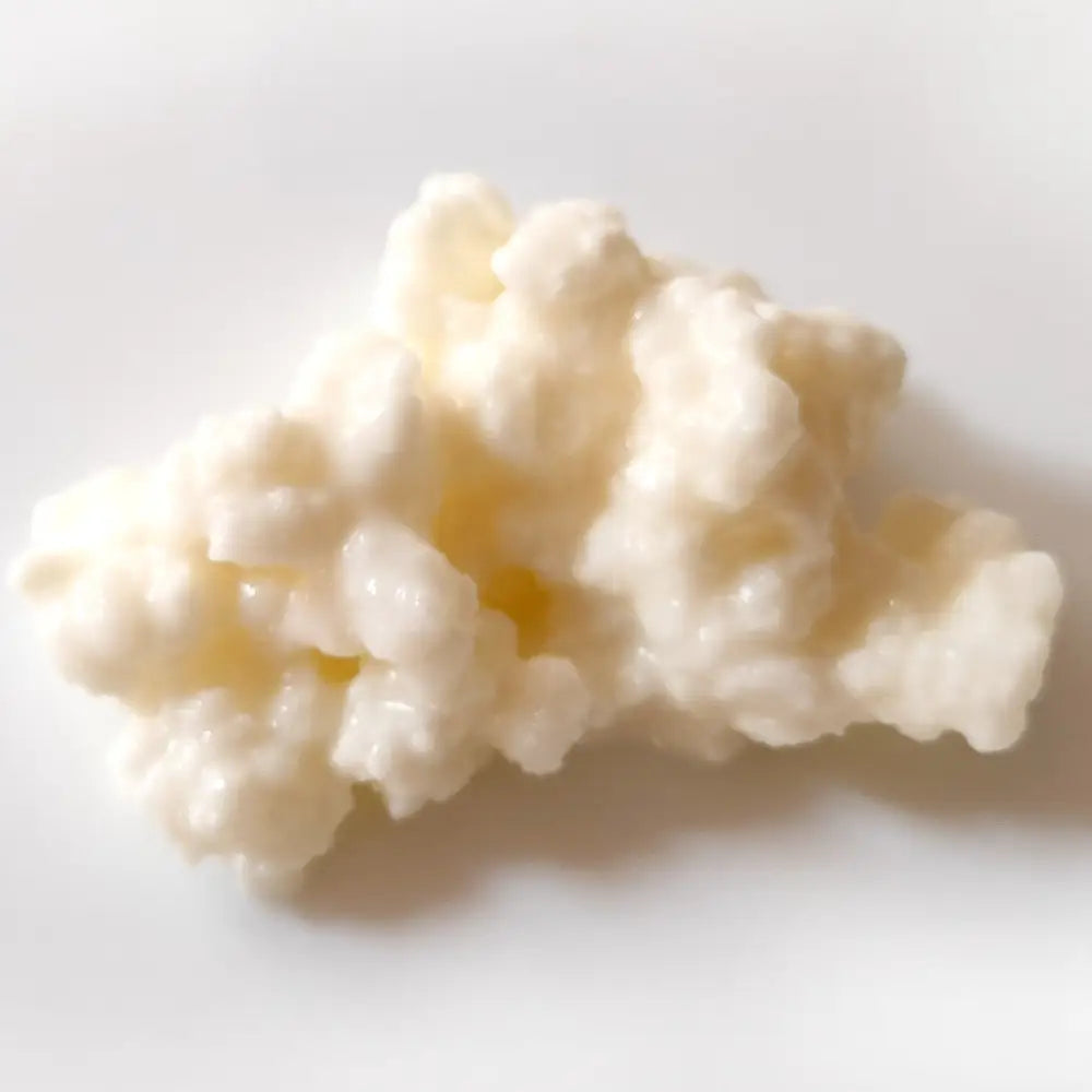 Milk Kefir Grains- Premium - Gutbasket