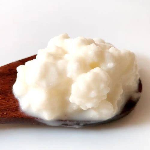 Gutbasket A2 milk kefir grains — live cultures for creamy homemade kefir