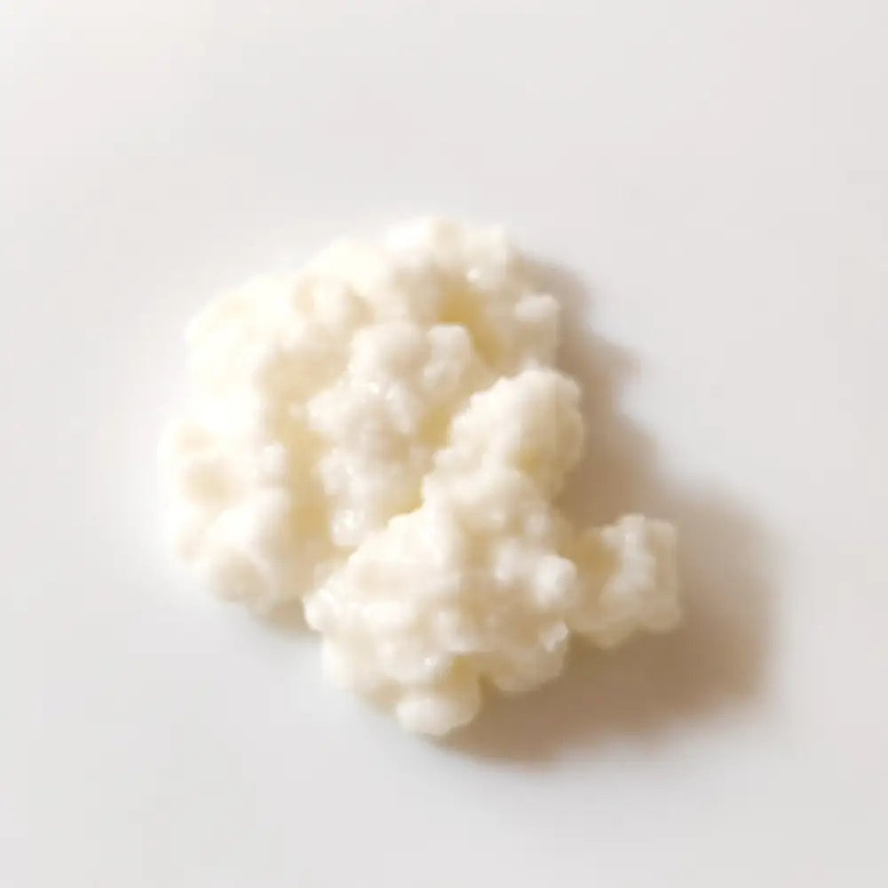 Milk Kefir Grains- Standard - Gutbasket